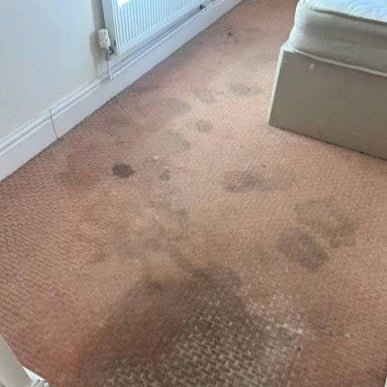 Carpet Cleaning
